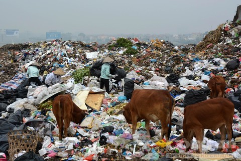 Người và gia súc cùng mưu sinh trên bãi rác lớn nhất Bắc Ninh