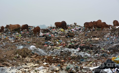 Người và gia súc cùng mưu sinh trên bãi rác lớn nhất Bắc Ninh