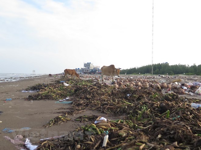 rác thải bên bờ biển